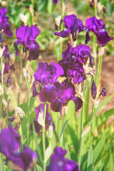 Paarse Iris in de keuken tuin in Audley UK — Stockfoto