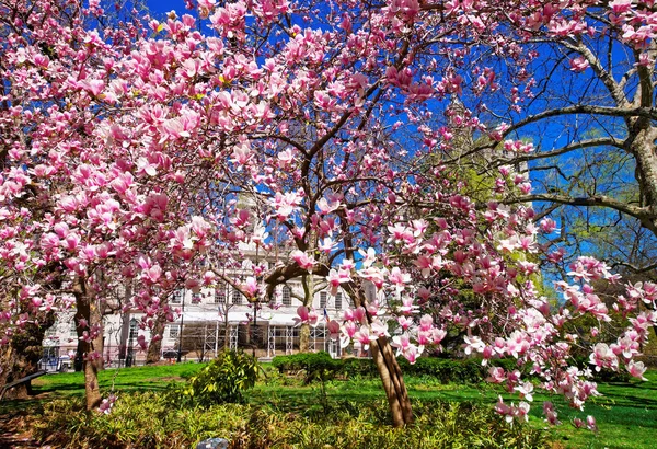 City Hall Park aşağı Manhattan bize çiçek açan Manolya ağacı — Stok fotoğraf