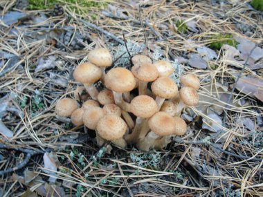 Armillaria mellea veya ormandaki yenilebilir bal mantarı.
