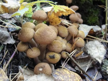 Armillaria mellea ve ormandaki yenilebilir bal mantarı