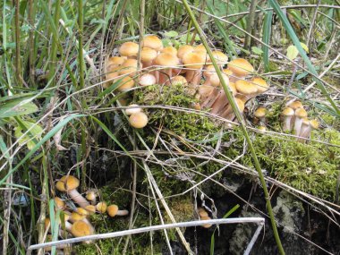 Armillaria, ormandaki yenilebilir bal mantarı.