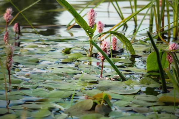 Bistorta officinalis nebo obyčejné bistort květiny a zelené listy — Stock fotografie