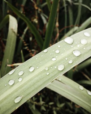 Çiy ve yeşil çimenlerin kapağı Su düşürür