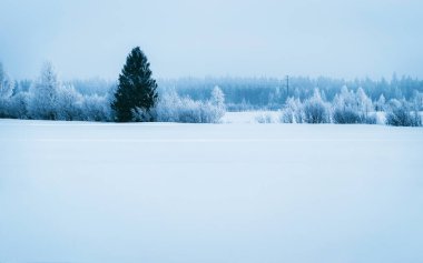 Kırsal kesimdeki karlı orman Rovaniemi Lapland refleksi