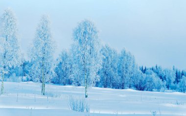 Kışın kırsalda karlı ağaçlar Rovaniemi refleksi