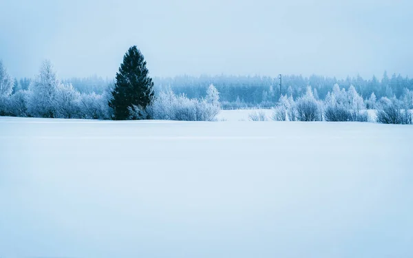 Bosque nevado en el campo invierno Rovaniemi Laponia reflejo — Foto de Stock