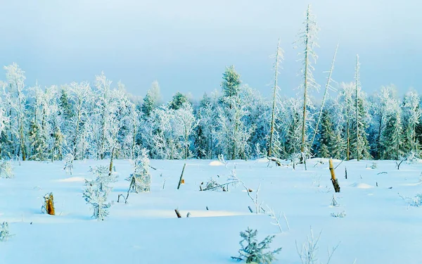 Snowy trees in countryside in winter Rovaniemi reflex — Stock Photo, Image