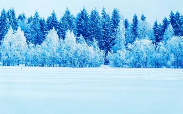 Снежные деревья в сельской местности зимой Rovaniemi рефлекс — стоковое фото