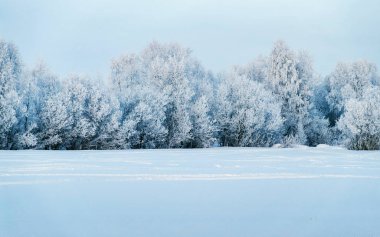 Kışın Rovaniemi Lapland refleksi kırsalında karlı bir orman