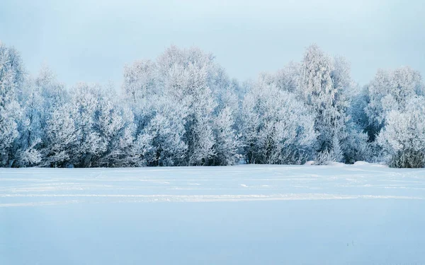 Floresta nevada no campo no inverno reflexo da Lapônia de Rovaniemi — Fotografia de Stock