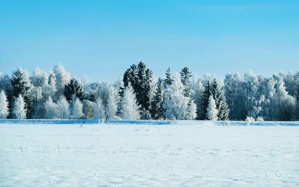 Floresta campestre nevada no inverno Reflexo de Rovaniemi — Fotografia de Stock
