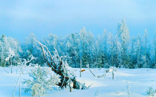Снежные деревья сельской местности в зимний рефлекс Рованиеми — стоковое фото