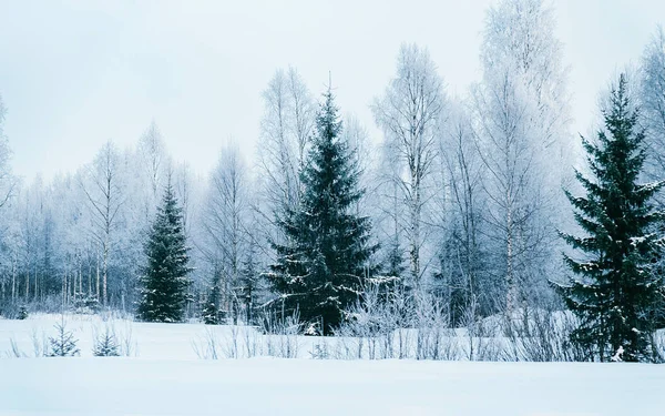 Floresta nevada no inverno rural reflexo da Lapônia de Rovaniemi — Fotografia de Stock