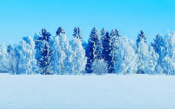 Снежный лес в сельской местности зимой Rovaniemi рефлекс — стоковое фото