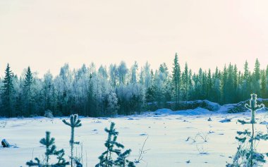 Kırsal kesimin güneşli ve karlı ormanları Rovaniemi refleksi