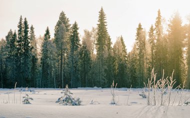 Karlı kırlarda gün doğumu ve kışın orman Rovaniemi refleksi