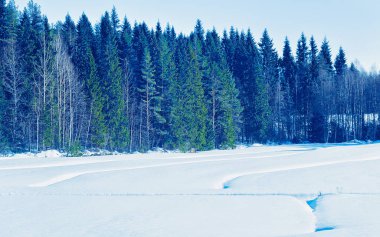 Rovaniemi refleksinin kırsalında karlı kış ormanı