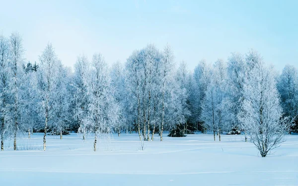 Floresta nevada no inverno rural Rovaniemi no reflexo da Lapônia — Fotografia de Stock