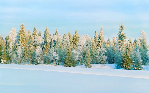 Floresta ensolarada e nevada no campo no inverno reflexo de Rovaniemi — Fotografia de Stock