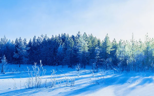 Bosque nevado en invierno Rovaniemi con reflejo — Foto de Stock