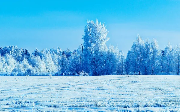 Снежный лес в сельской местности зимой Rovaniemi рефлекс — стоковое фото