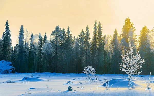 Kırsal kesimin güneşli ve karlı ormanları Rovaniemi refleksi