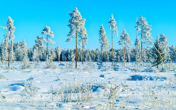 Floresta nevada no inverno rural Reflexo de Rovaniemi — Fotografia de Stock
