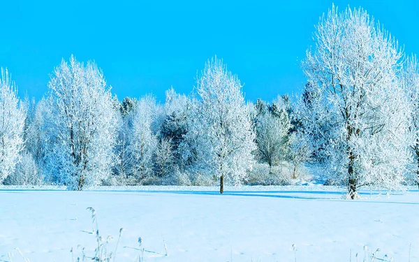 Bosque nevado en el campo invierno Rovaniemi reflejo — Foto de Stock