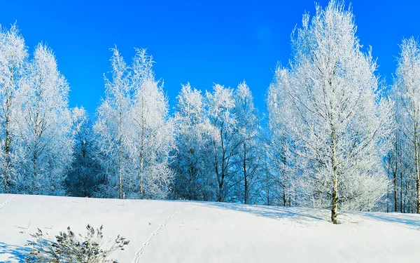 Árboles nevados en el bosque en invierno reflejo de Rovaniemi — Foto de Stock