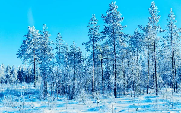 Árvores nevadas na floresta de inverno reflexo de Rovaniemi — Fotografia de Stock