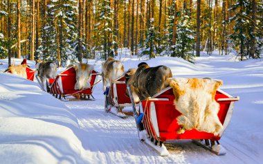 People on Reindeer sled caravan in winter forest in Rovaniemi reflex clipart