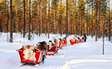 Ren geyiği Laponya 'da kış refleksinde Finlandiya' da kızakla kayıyor