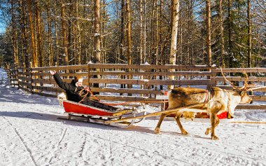 Ren geyiği kışın kızak sürerken Rovaniemi refleksi