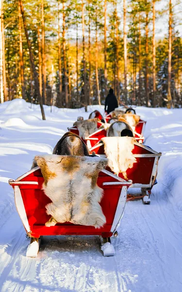 People in Reindeer sledge caravan in winter forest in Rovaniemi reflex — ストック写真