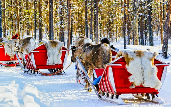 La gente en los renos caravana trineo en invierno Rovaniemi bosque reflejo —  Fotos de Stock