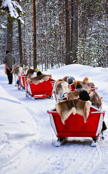 People in Reindeer sled caravan at winter forest in Rovaniemi reflex — Stock Photo, Image