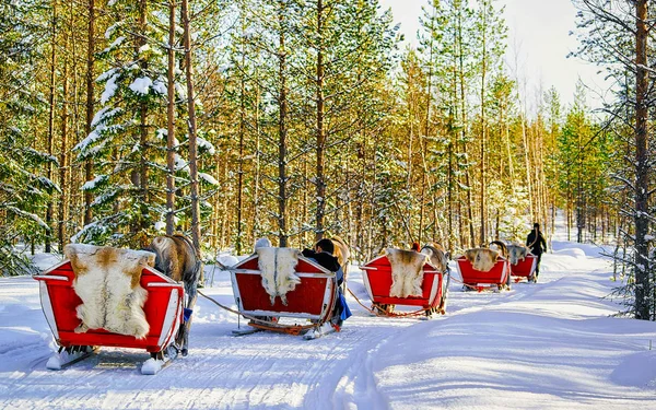 Safari de caravanas de renos con bosque de personas Laponia Norte de Finlandia reflejo — Foto de Stock