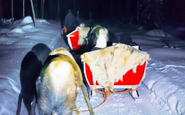 Gente trineo de renos en safari nocturno en Laponia reflejo de Finlandia —  Fotos de Stock