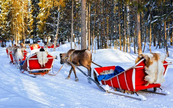 Rovaniemi orman refleksinde Ren Geyiği Kızağı Kervanı 'ndaki insanlar — Stok fotoğraf