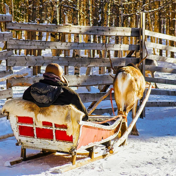 Ember előtt rénszarvas szánkózás télen Rovaniemi reflex — Stock Fotó