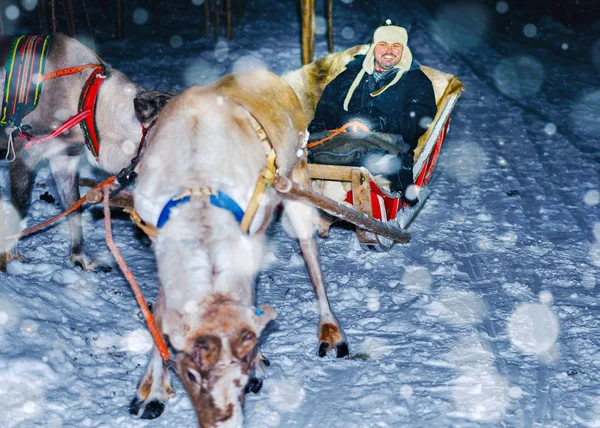 Man in reindeer sleigh at night safari forest Rovaniemi snowfall reflex