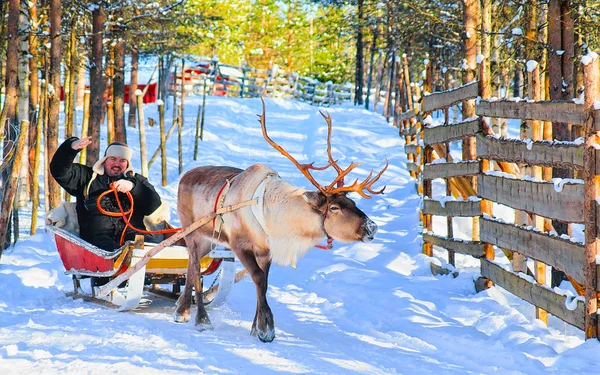 Hombre a caballo Reno trineo en invierno reflejo Rovaniemi —  Fotos de Stock