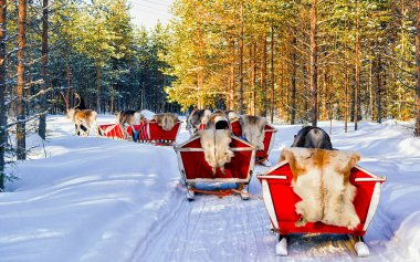 Ren geyiği kızağı kervanı safarisi ve insanlar Kuzey Finlandiya refleksi ormanı