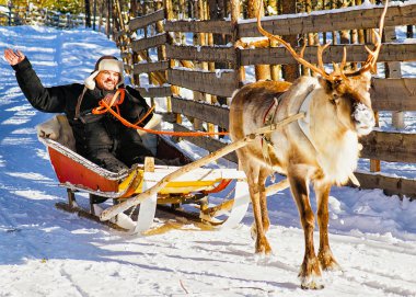 Man while reindeer sled ride in winter Rovaniemi reflex clipart