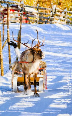 Kışın ren geyiği kayarken Rovaniemi refleksi