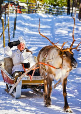 Woman while reindeer sled ride in winter Rovaniemi reflex clipart