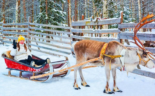 Ragazza equitazione Renna slitta in inverno Rovaniemi riflesso — Foto Stock