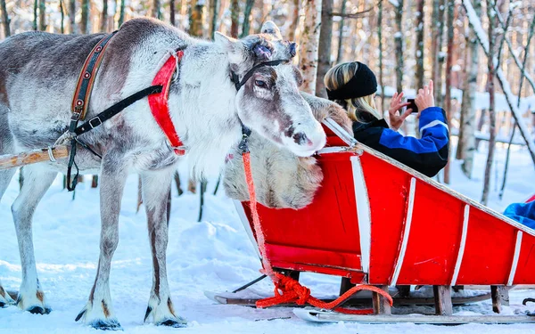 Vrouw in slee maakt foto van rendieren winter Rovaniemi Lapland reflex — Stockfoto