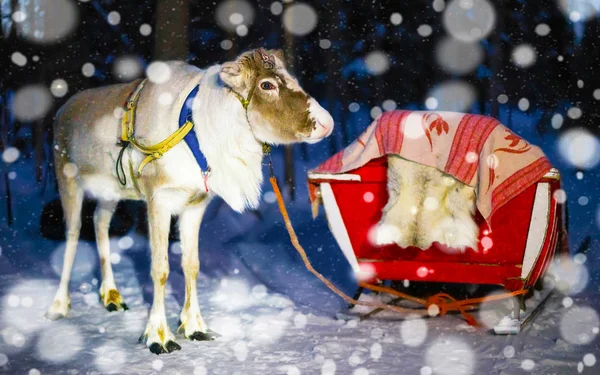 Renos y trineos en safari nocturno en Laponia Finlandia nevadas —  Fotos de Stock