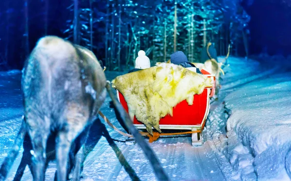 People reindeer sleigh at night safari in Lapland Finland reflex — Stock Photo, Image